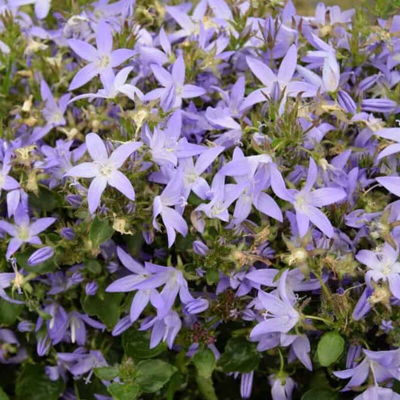 Campanula poscharskyana 'Stella' ---